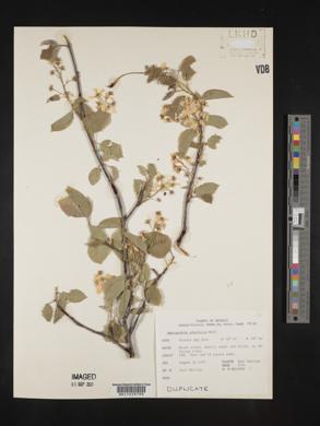 Amelanchier alnifolia image