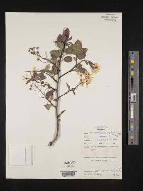 Amelanchier arborea subsp. laevis image
