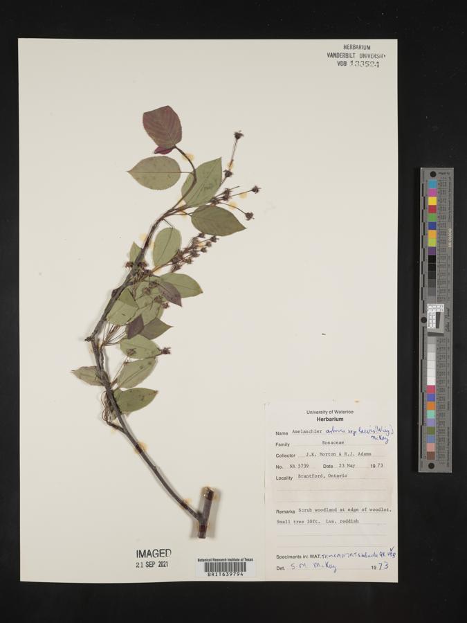 Amelanchier arborea subsp. laevis image