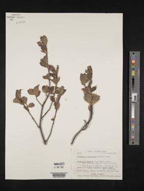 Amelanchier bartramiana image