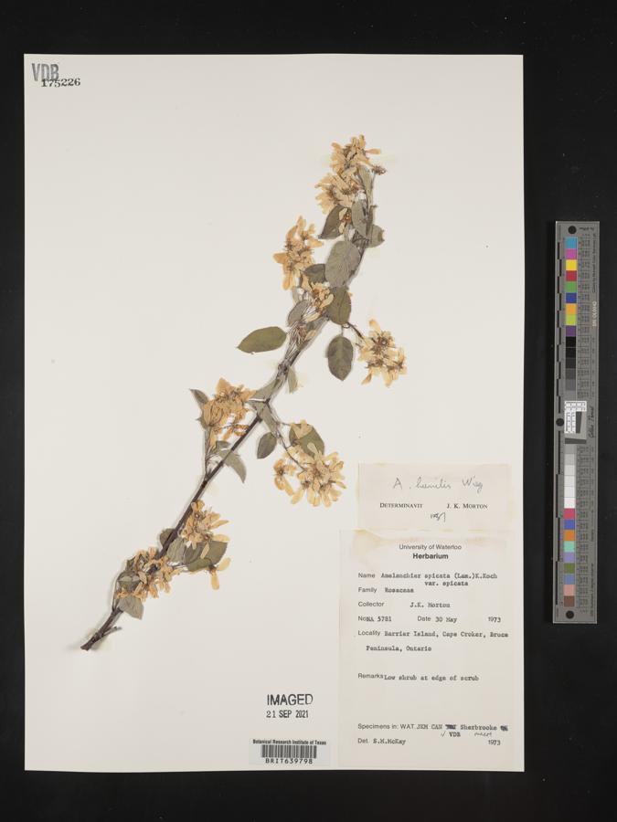 Amelanchier spicata var. spicata image