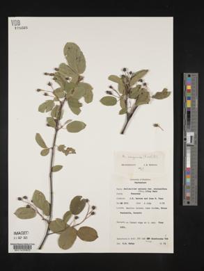 Amelanchier sanguinea image