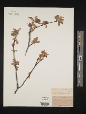 Amelanchier vulgaris image
