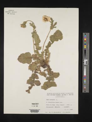 Geum montanum image