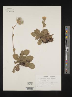Geum montanum image