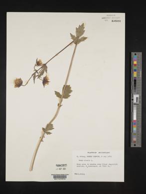 Geum rivale image