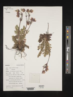Geum triflorum image