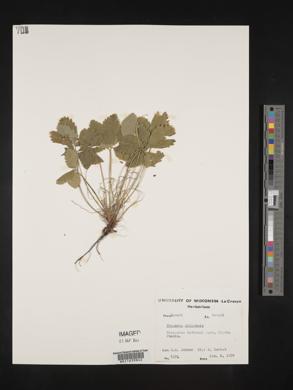 Fragaria chiloensis image