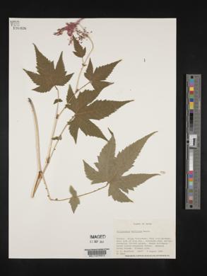 Image Associated With the Occurence