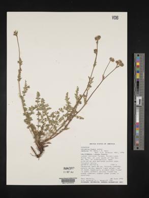 Horkelia fusca subsp. tenella image