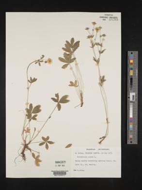 Potentilla aurea image