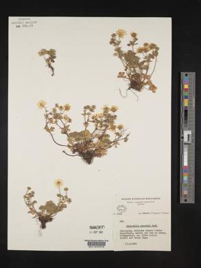 Potentilla crantzii image