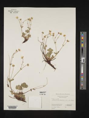 Potentilla crantzii image