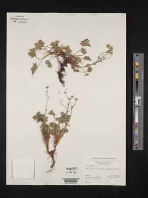 Potentilla crantzii image