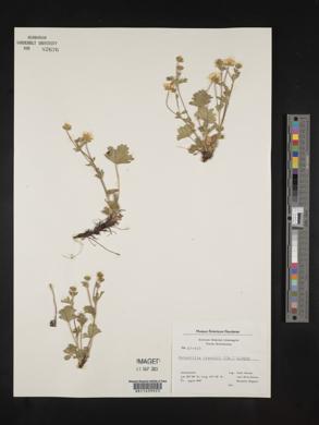 Potentilla crantzii image