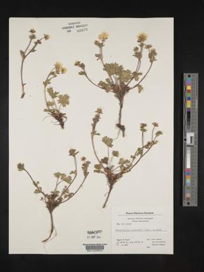 Potentilla crantzii image