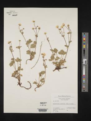 Potentilla crantzii image