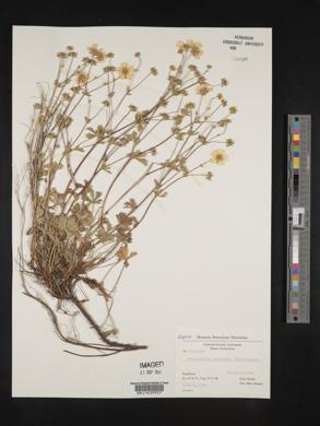 Potentilla crantzii image