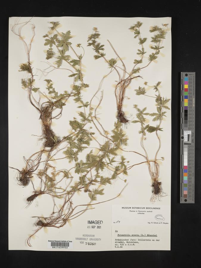 Potentilla erecta image