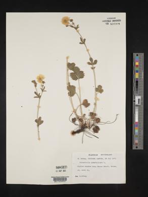 Potentilla grandiflora image