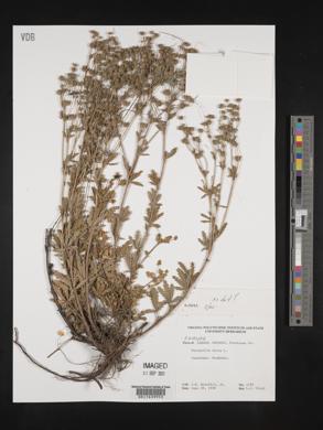 Potentilla erecta image