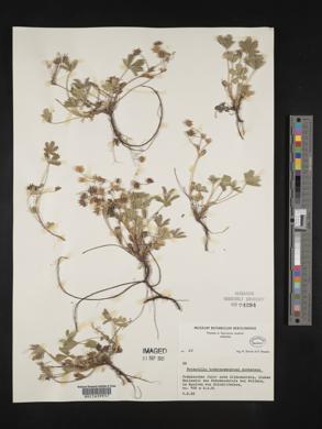 Potentilla tabernaemontani image