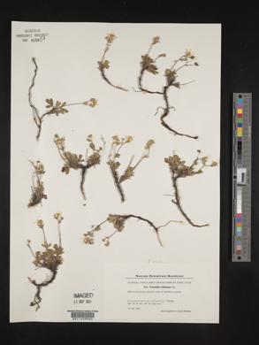 Sibbaldiopsis tridentata image