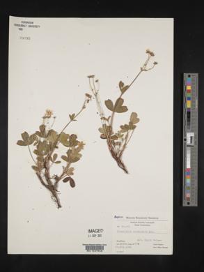 Sibbaldiopsis tridentata image
