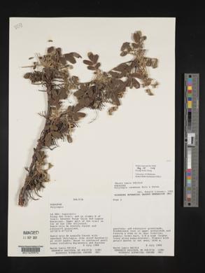 Polylepis racemosa image