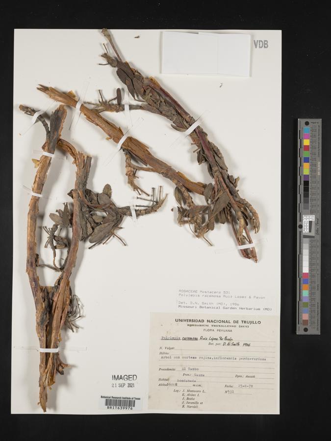 Polylepis racemosa image