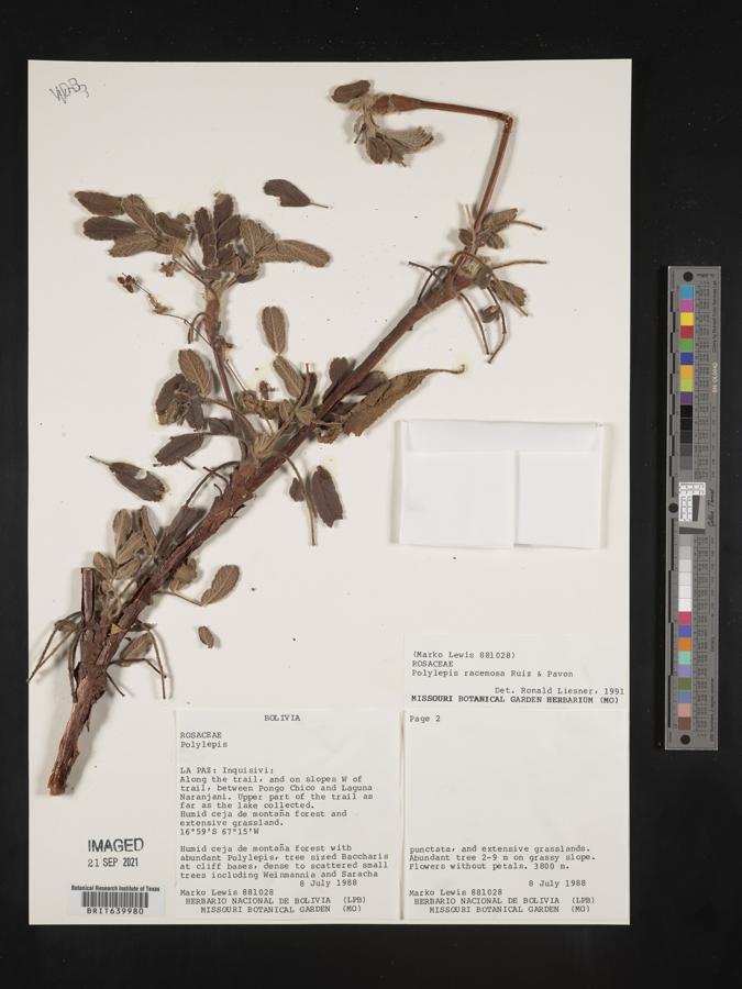 Polylepis racemosa image