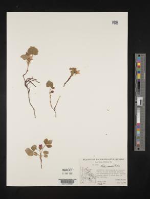 Rubus acaulis image