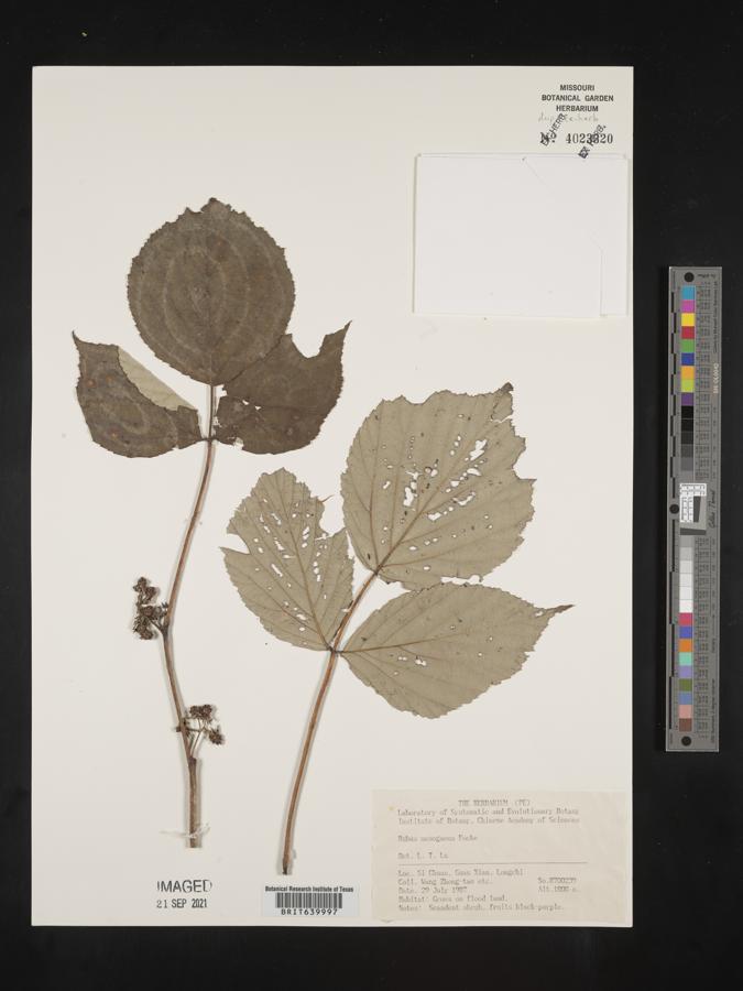 Rubus mesogaeus image