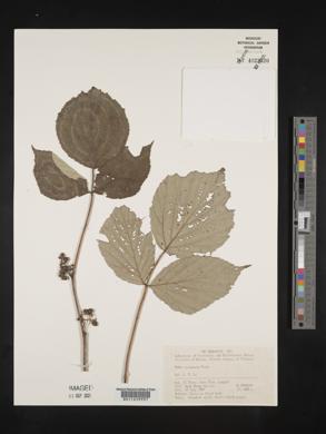 Rubus mesogaeus image