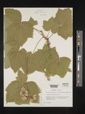 Rubus parviflorus image