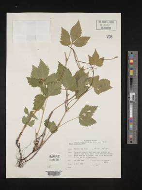 Rubus pubescens image