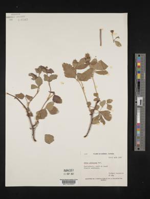 Rubus pubescens image