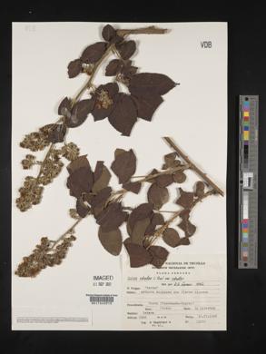 Rubus praecox image