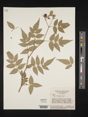 Rubus rosaefolius image