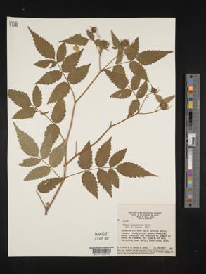 Rubus rosaefolius image