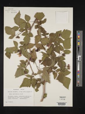 Rubus spectabilis image