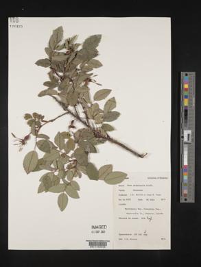 Rosa acicularis image