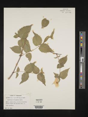 Rhodotypos scandens image