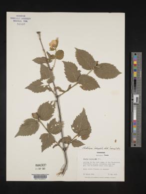 Rhodotypos scandens image