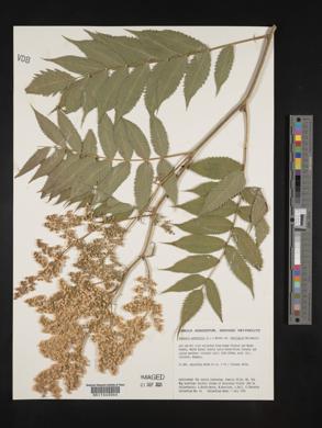 Sorbaria sorbifolia image