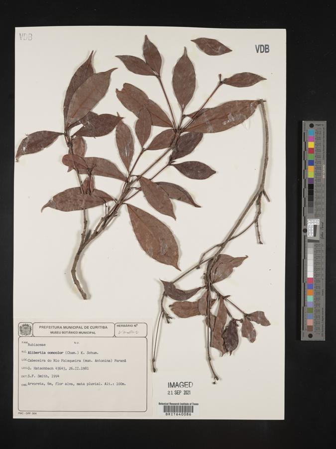 Alibertia concolor image