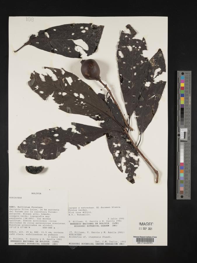 Alibertia itayensis image