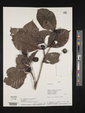 Alibertia bertierifolia image