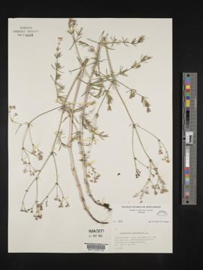 Asperula cynanchica image