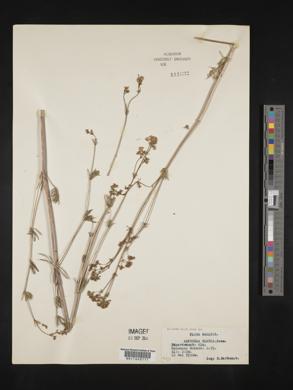 Asperula glauca image